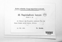 Image of Napicladium laxum